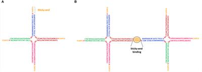 DNA-GEL, Novel Nanomaterial for Biomedical Applications and Delivery of Bioactive Molecules